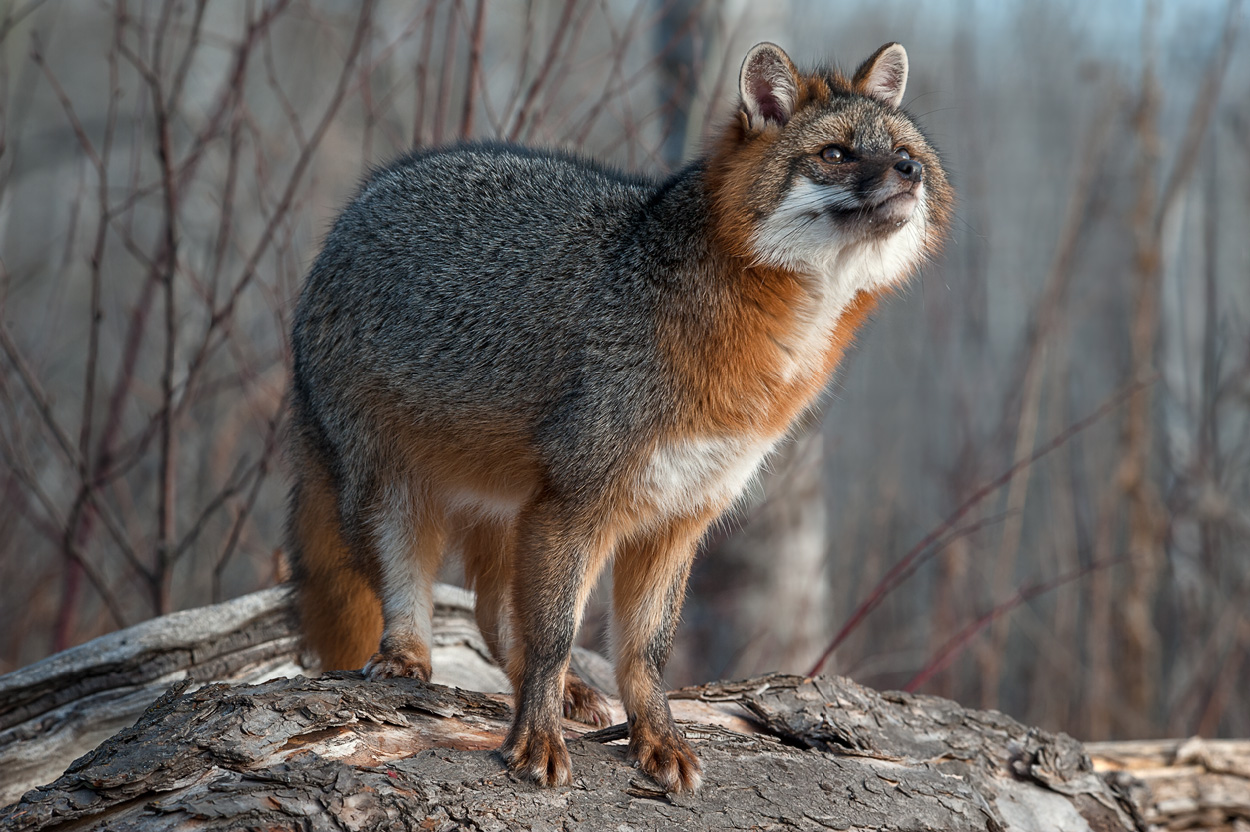 Resultado de imagem para GRAY FOX ANIMAL